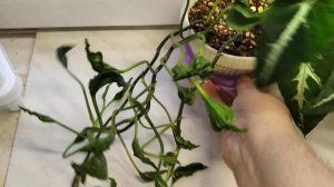 Сингониумы вендланда и эпипремнум Годзилла