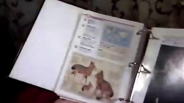 Коллекция картинок с животными\Kristina Princess смотреть онлайн