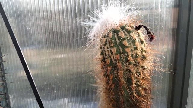 Астрофитумы в цветах.Гимнокалициумы.Бутоны на эхинопсисах.Лето.Kakteen. смотреть онлайн