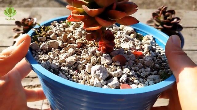 ¿Ya tienes la Echeveria melaco? смотреть онлайн