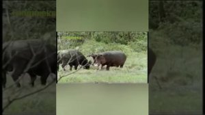 Бой между буйволом и бегемотом.