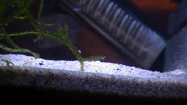 Triops australiensis mov 3 смотреть онлайн