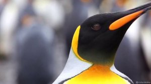 Королевские пингвины.