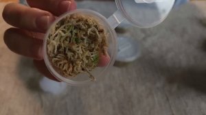 Новые РАСТЕНИЯ из ТАИЛАНДА / Последняя РАСПАКОВКА растений