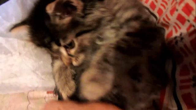 Мурлыкание. смотреть онлайн