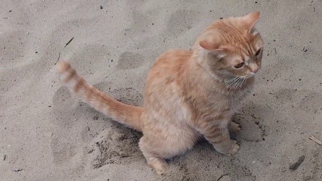 В поисках клада! Кот вместо металлоискателя!!!