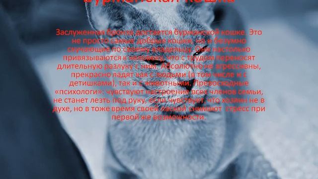 САМЫЕ СПОКОЙНЫЕ ПОРОДЫ КОШЕК (ЧАСТЬ 2) ТОП-5