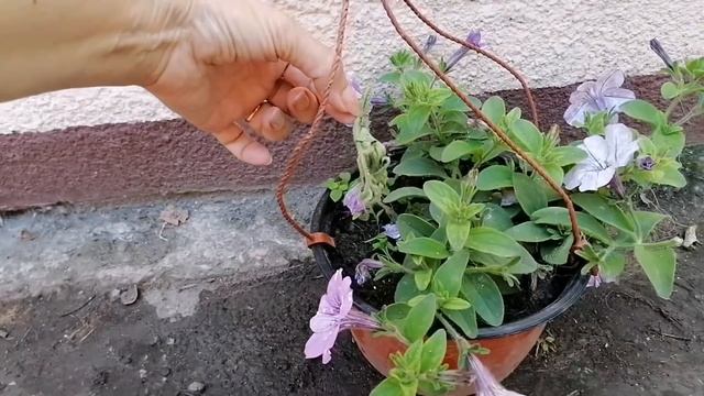 Шкода2-это капец!!! Леди - моя любовь:) Добрыня в Польше.