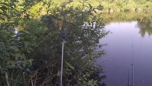 нерест линя