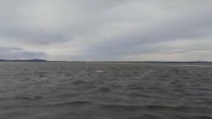 Спасение белух в Охотском море