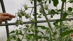 Томат «Спрут Сливка” F1 в теплице