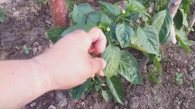 ПЕРЕЦЬ НА ДАЧІ. Коригуєм ріст перцю. Підкормка яка дозволить наростити великий потужний ПЕРЕЦЬ