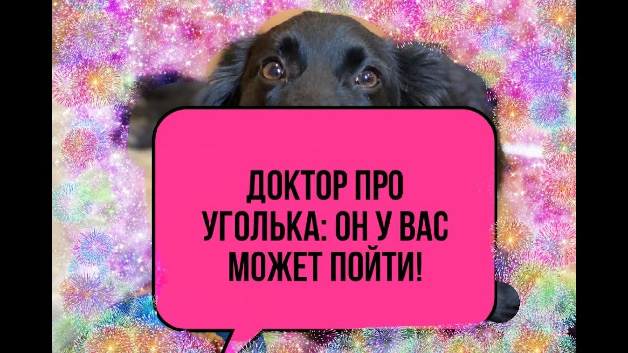 Он у вас может пойти: невролог обнадежил песика-инвалида Уголька