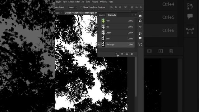 Remove Tree's Background in Photoshop 2023