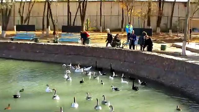 Зоопарк, Ботанический сад - Осень 2018г. смотреть онлайн