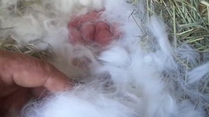 Новорожденные кролики