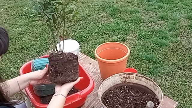 ЛАВР-его стоит выращивать дома! Пересадка / Цитрусовый Рай МариАны смотреть онлайн