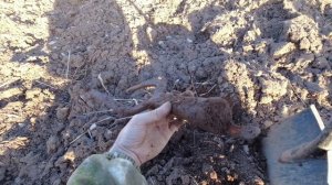 Коп на распаханной деревне