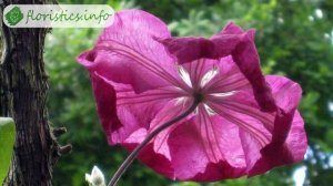 Цветок клематис – посадка и уход, выращивание: обрезка и размножение