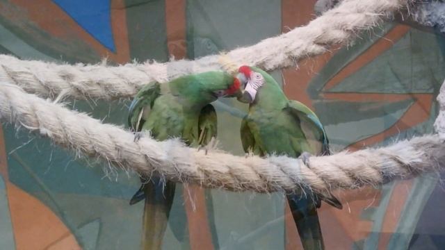 Птицы московского зоопарка смотреть онлайн