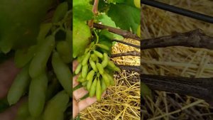 Виноград Первозванный,Валек,Наташа Ростова,Антоний Великий,Аюта 2019 08 09