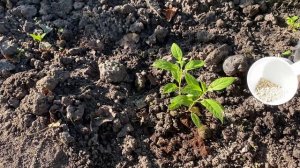 Черенкую лаванду, посадила новые растения хосту и ирис, делюсь планами на сезон 2024