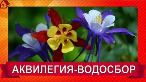Аквилегия Многолетние цветы для сада. Уход размножение Как сеять в грунт /aquilegia