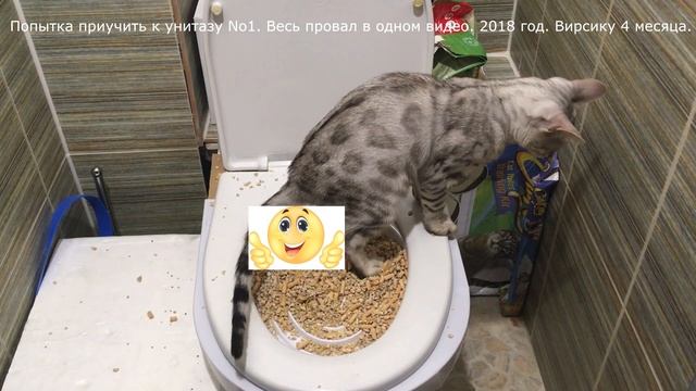 Как приучить кота к унитазу? Ответы на вопросы зрителей. Обсуждаем важные моменты обучения. смотреть онлайн