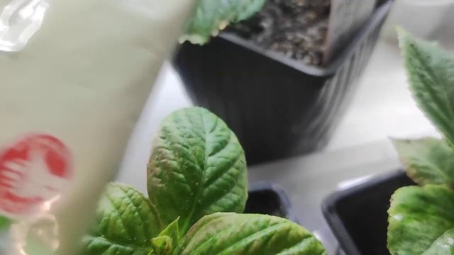 Спасаем крупнолистные гортензии‼️‼️Паутинный клещ на гортензиях‼️ смотреть онлайн