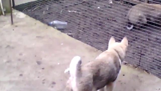 Западносибирская лайка (натаска на кабана).Hunting Laika. Hunting for wild boar. смотреть онлайн