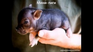 Урок: МИР ПРИРОДЫ И ЧЕЛОВЕКА. Тема: ДОМАШНИЕ ЖИВОТНЫЕ.