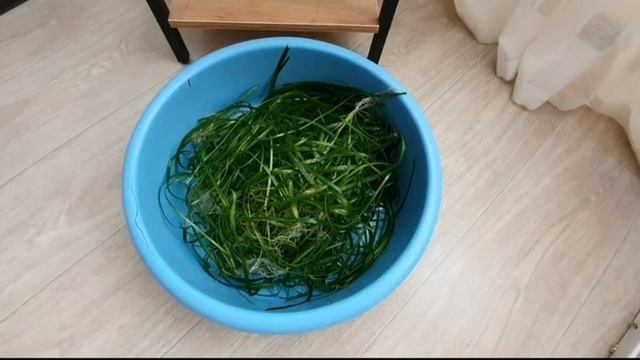 Валиснерия захватила аквариум.Избавляемся. смотреть онлайн