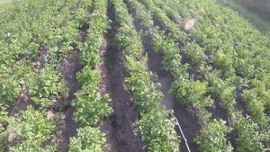 КОРАГЕН, БОРЬБА С КОЛОРАДСКИМ ЖУКОМ , Grunhelm GHS-16M В ПОМОЩЬ