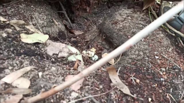 காடை முட்டை வேட்டை|Quail Eggs Hunting and Cooking|முட்டை கிரேவி|Small Boy Suppu|Village Food Safari смотреть онлайн