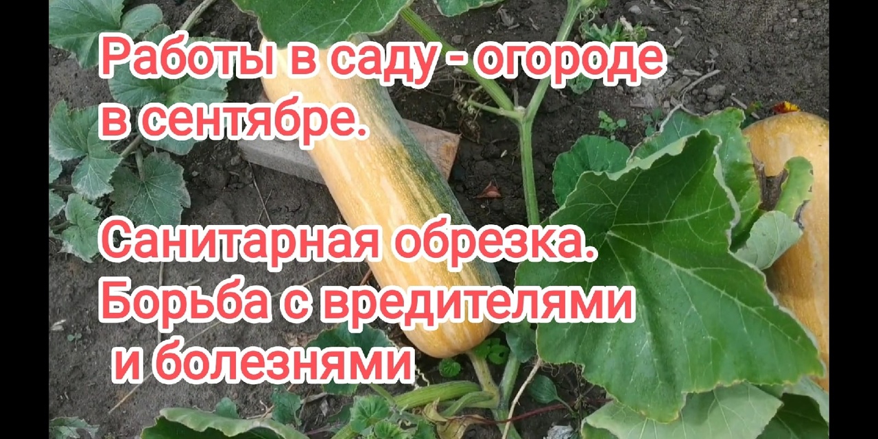 Что надо сделать в сентябре в саду и огороде? Часть 2.