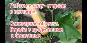 Что надо сделать в сентябре в саду и огороде? Часть 2.