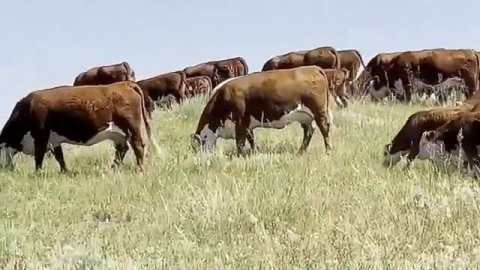 Экспорт Крупного Рогатого Скота. Порода Симментал.