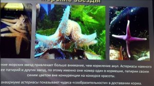 Морские и холодноводные аквариумы в экспозиции ЭБЦ и их роль в образовательном процессе