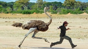 «Страусиные бега» Jive improvisation piano Victor Mikhailovich Anokhin.mp4