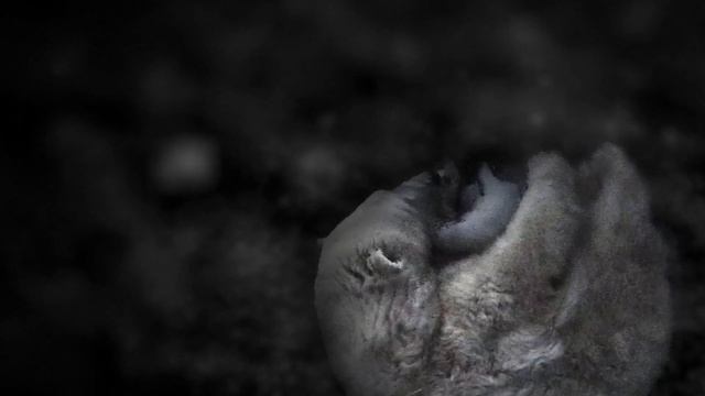 Polar Bear Moms and Cubs: In the Den смотреть онлайн