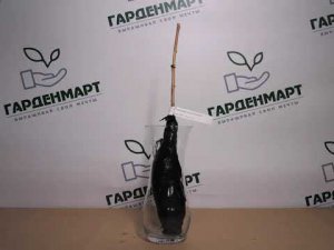 Малина ремонтантная Надёжная