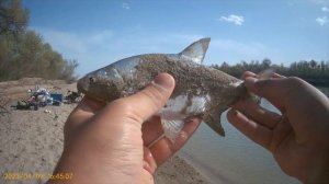 С дедом на Сырдарье || Поймал сома на 15кг!