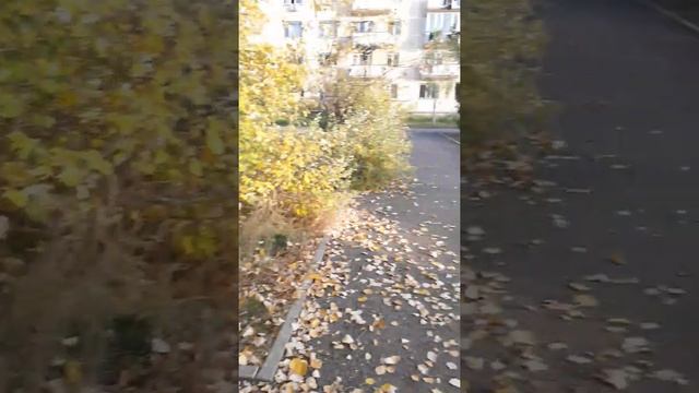 02.10.2020г. золотая осень, сон на свежем воздухе, много кошек,всех домой хочет забрать смотреть онлайн