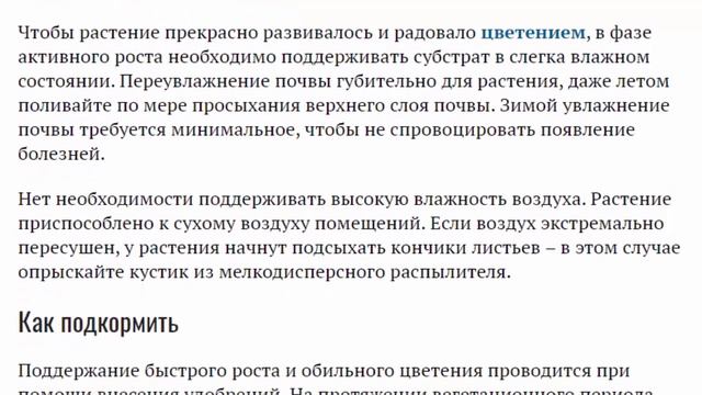 Азистазия Уход в домашних условиях Размножение и пересадка Выращивание из семян