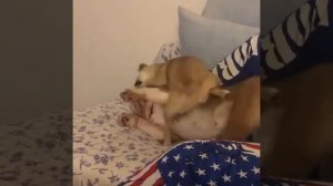 Лучшие приколы с шарпеями | Подборка смешных шарпеев