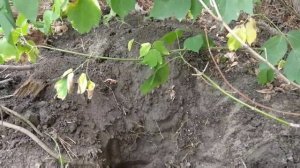 Копаем крупный металл металлоискателем MD-4030