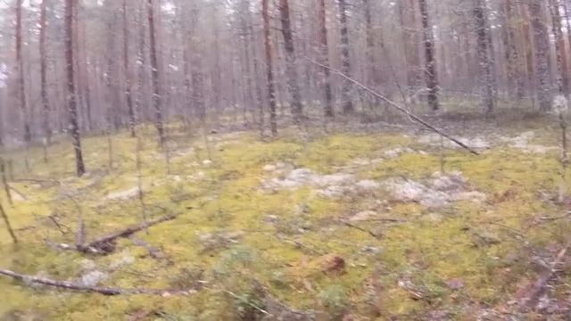 Запрещенное видео!!!(грибникам) смотреть онлайн