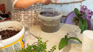 Пересаживаю на фитильный полив : фикус пумила уайт санни и стрептокарпус, + 🔥ЛАЙФХАКИ