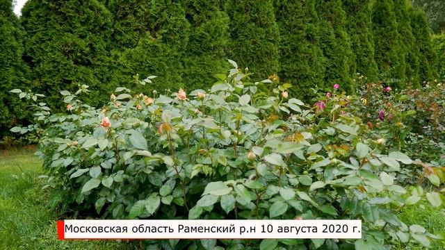 Видео обзор розы  Чиппэндейл (Чайно гибридная) - Chippendale (Tantau Германия, 2006)
