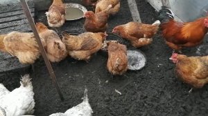 Наконец-то на даче зима/кролики, куры и индюки зимой